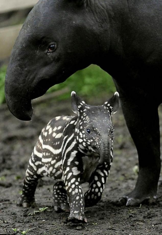 Animals and Their Babies - 36