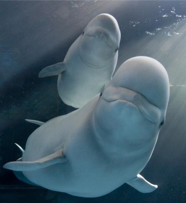 Animals and Their Babies - 37