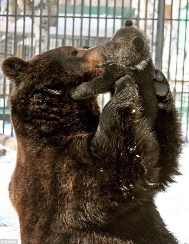 Animals and Their Babies - 38