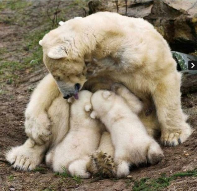 Animals and Their Babies - 39