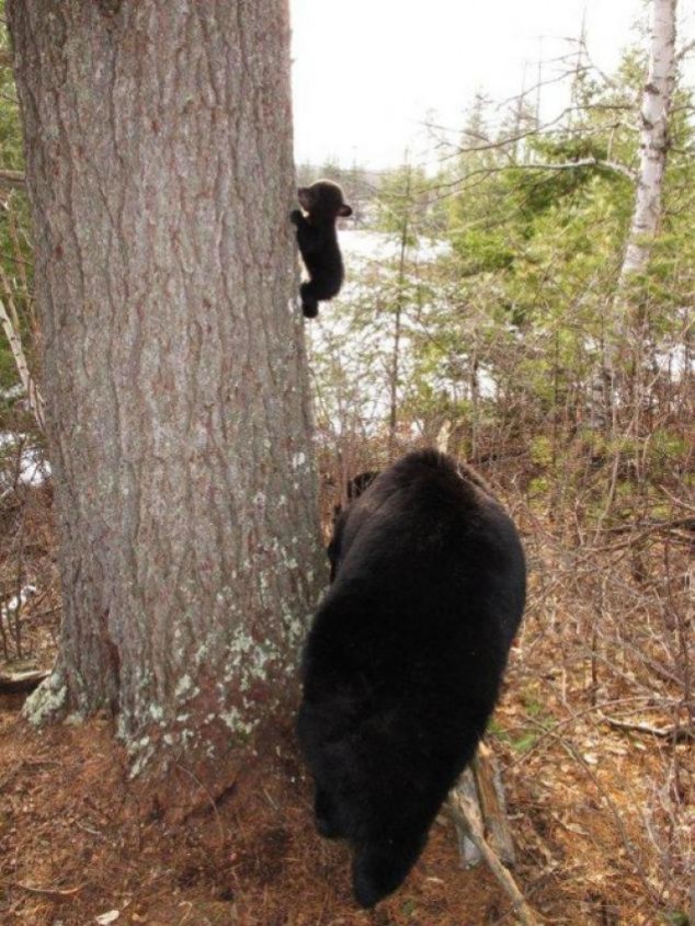 Animals and Their Babies - 41