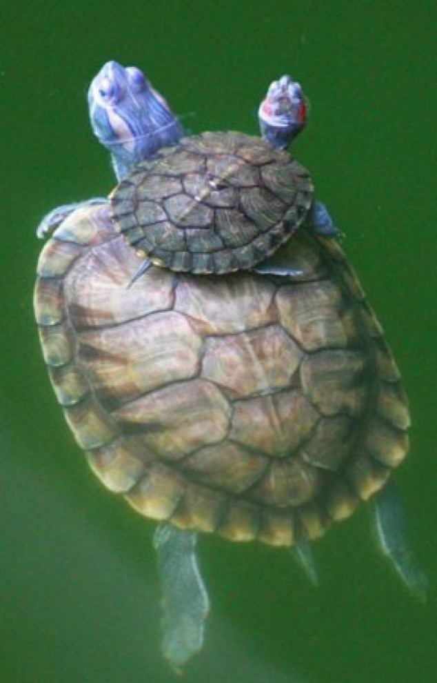 Animals and Their Babies - 42