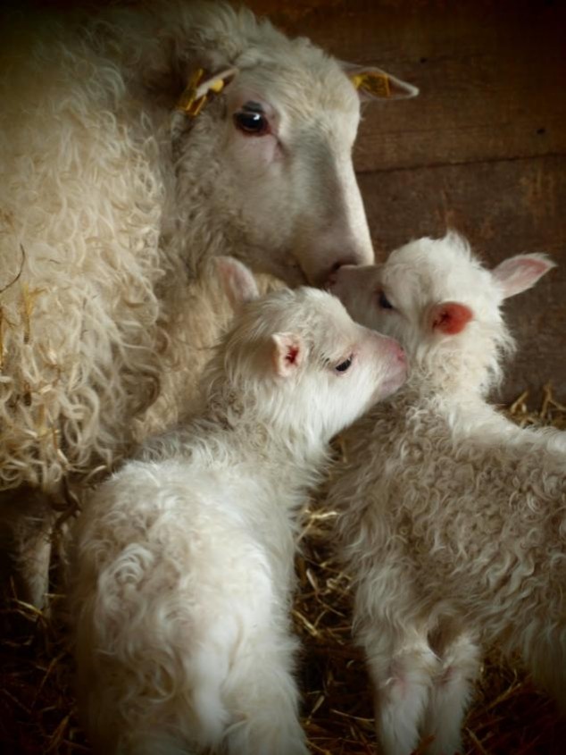 Animals and Their Babies - 43