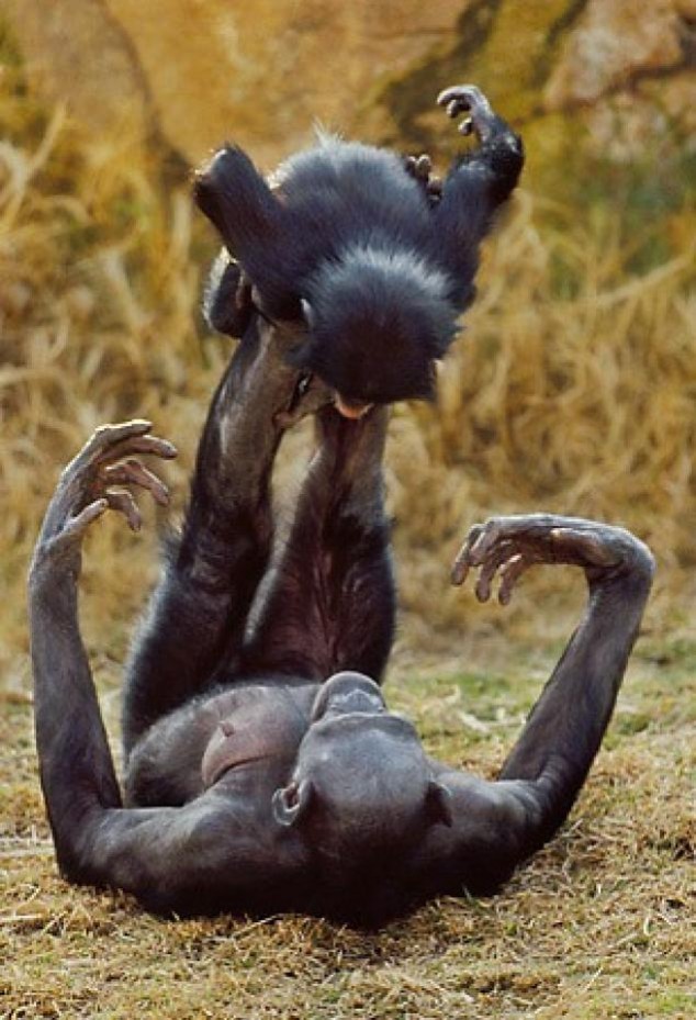 Animals and Their Babies - 44