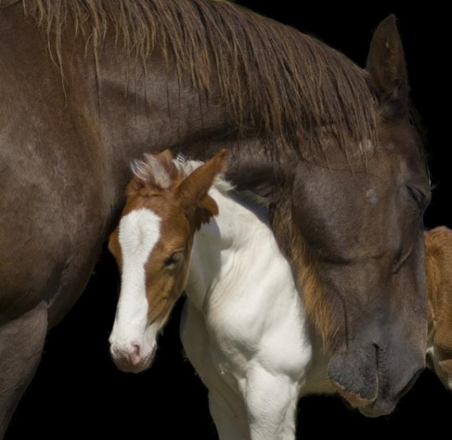 Animals and Their Babies - 45