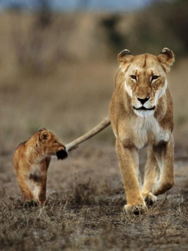 Animals and Their Babies - 46