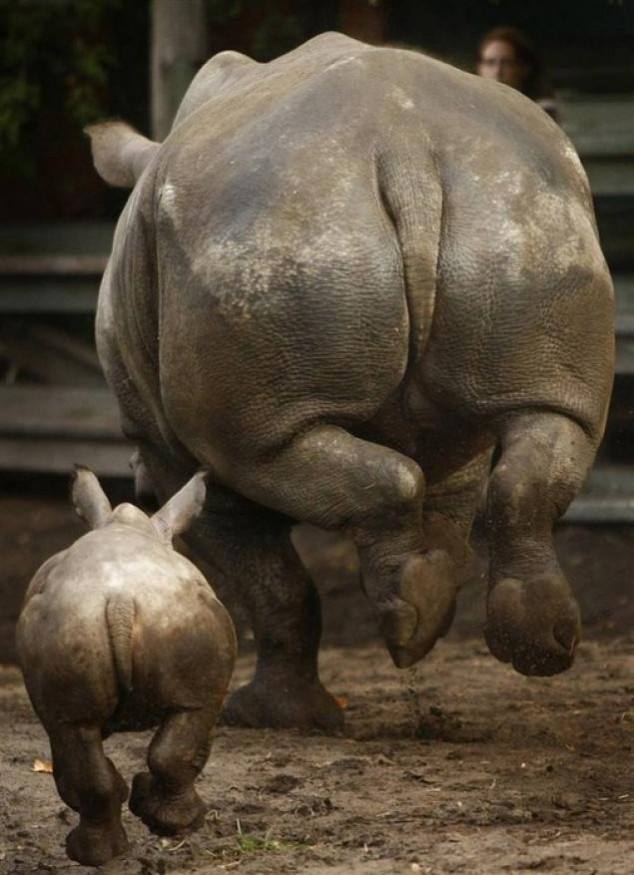Animals and Their Babies - 47