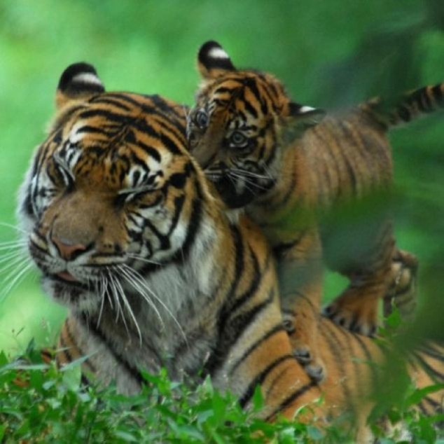 Animals and Their Babies - 48