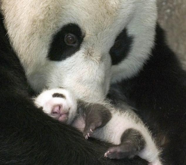 Animals and Their Babies - 49