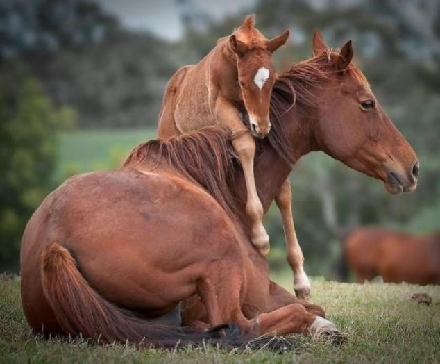 Animals and Their Babies - 50