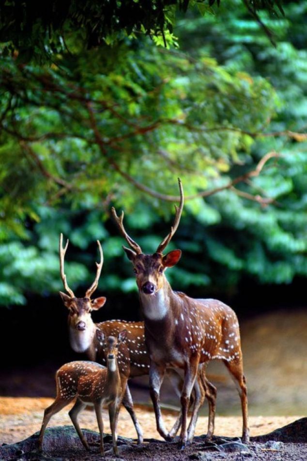 Animals and Their Babies - 51