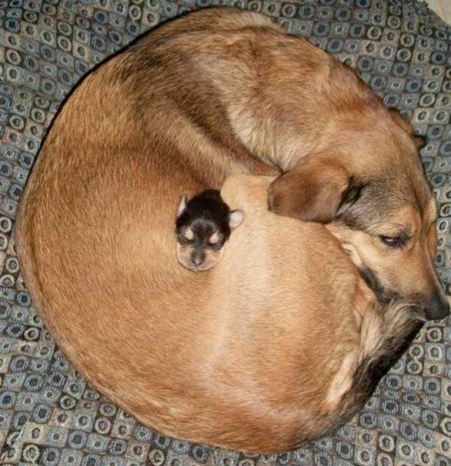 Animals and Their Babies - 53