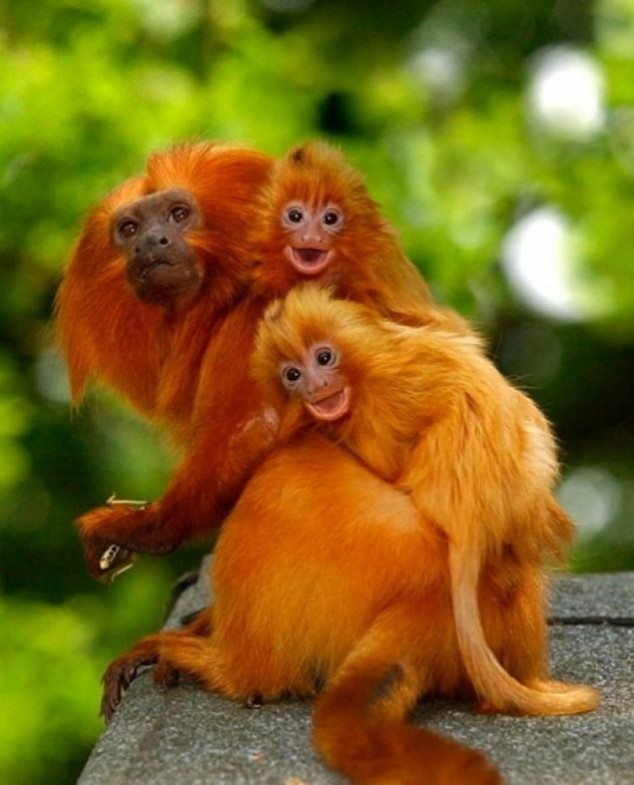 Animals and Their Babies - 54