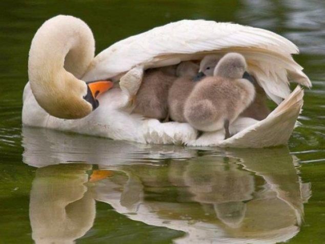 Animals and Their Babies - 56