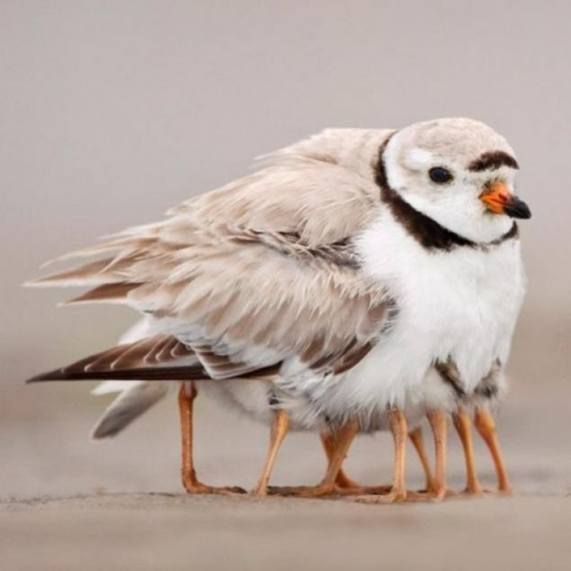 Animals and Their Babies - 57