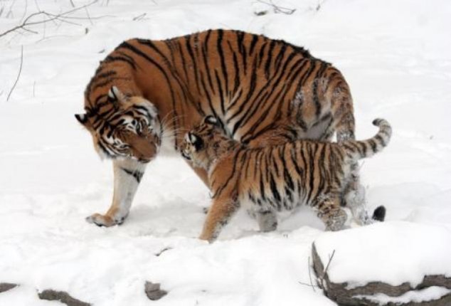 Animals and Their Babies - 58