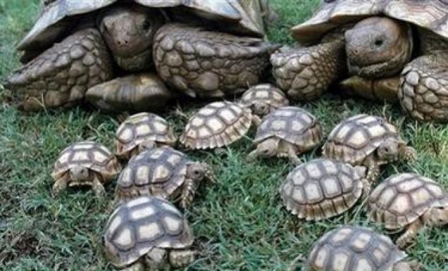 Animals and Their Babies - 59