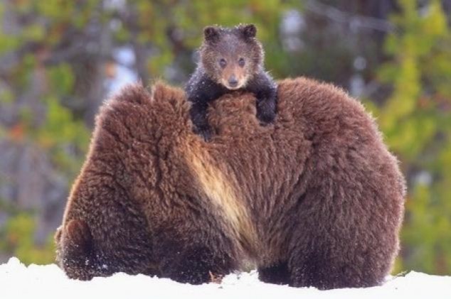 Animals and Their Babies - 60