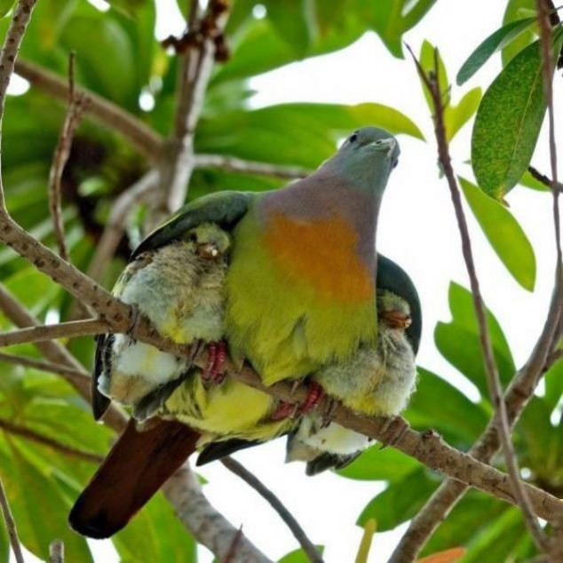 Animals and Their Babies - 61