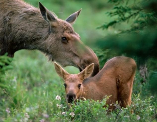 Animals and Their Babies - 62