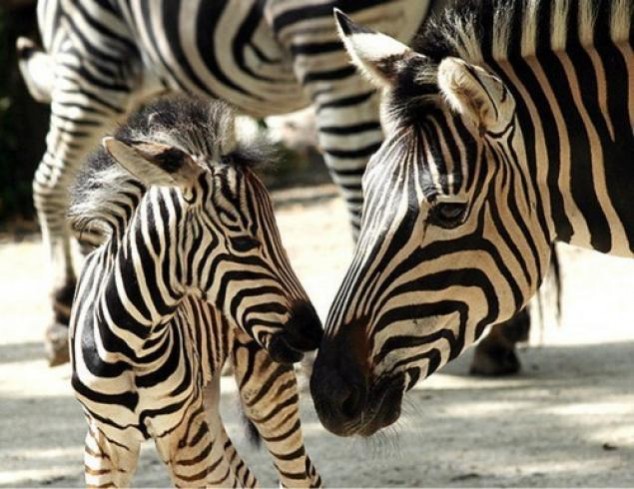 Animals and Their Babies - 63