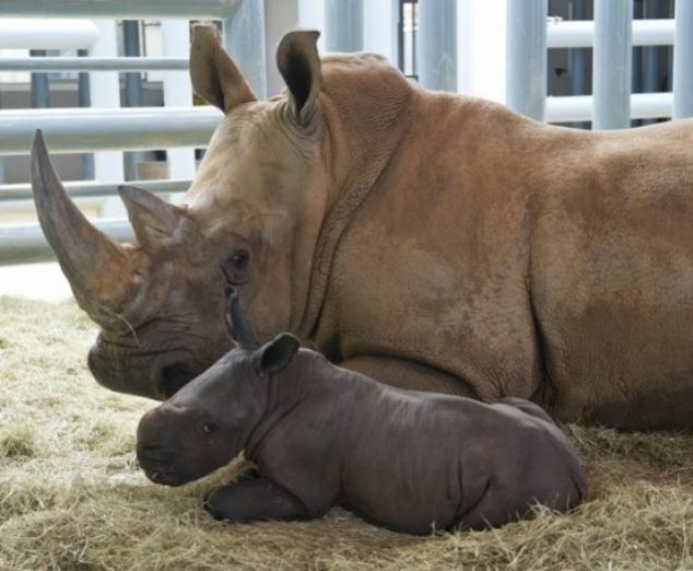 Animals and Their Babies - 64