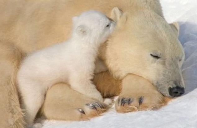 Animals and Their Babies - 65