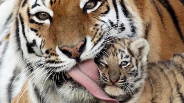 Animals and Their Babies - 66