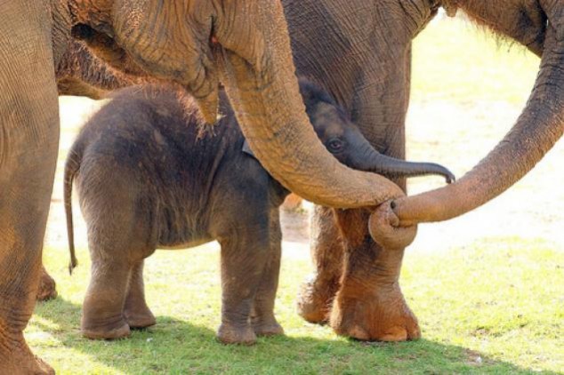 Animals and Their Babies - 67