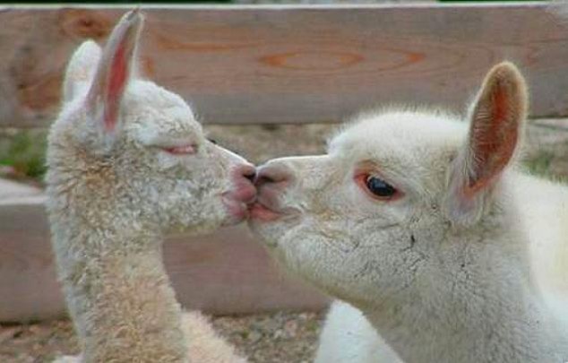 Animals and Their Babies - 68