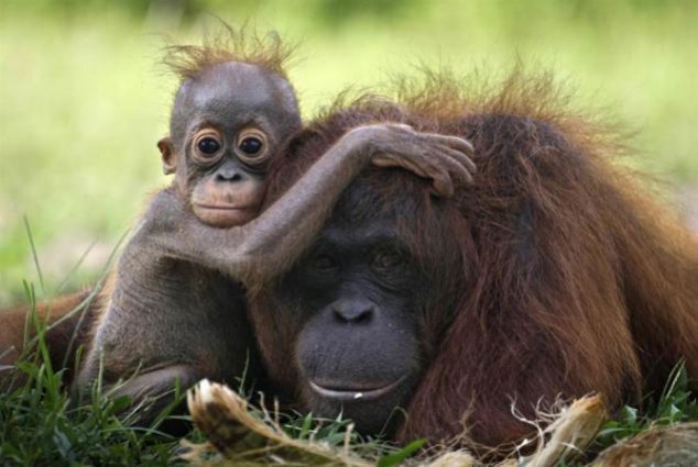 Animals and Their Babies - 70