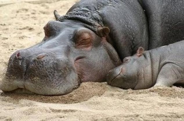 Animals and Their Babies - 71