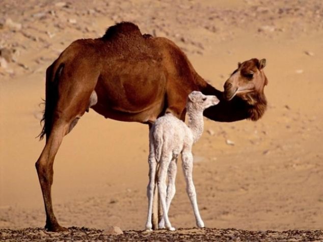 Animals and Their Babies - 72