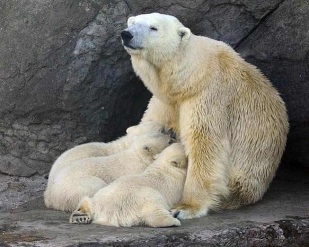 Animals and Their Babies - 73