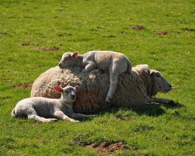 Animals and Their Babies - 74