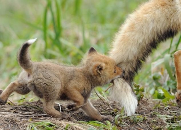 Animals and Their Babies - 75