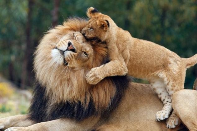 Animals and Their Babies - 76