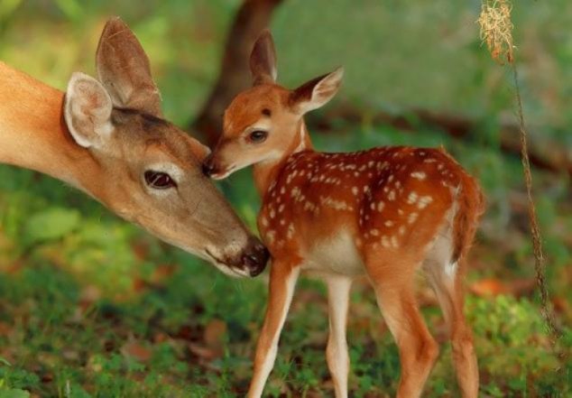 Animals and Their Babies - 77