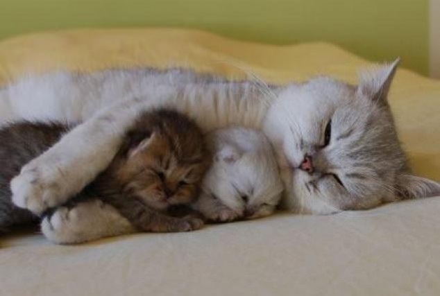 Animals and Their Babies - 78