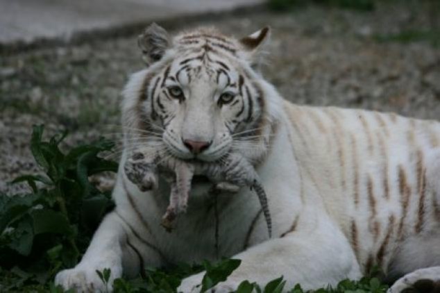 Animals and Their Babies - 79