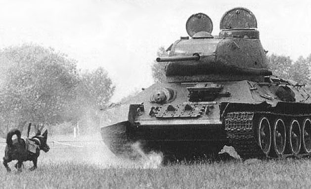 Anti-tank Dog in Training