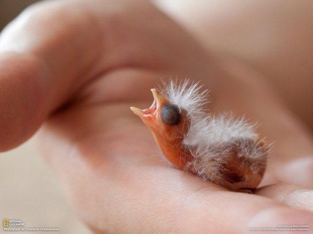 Baby Canary