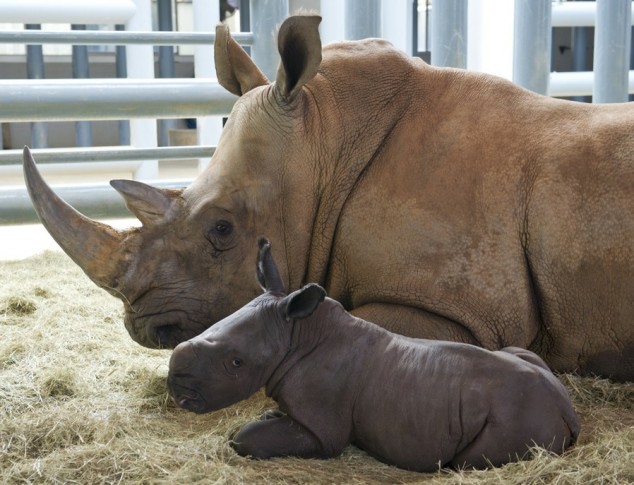 Baby Rhino and Its Mom - 01