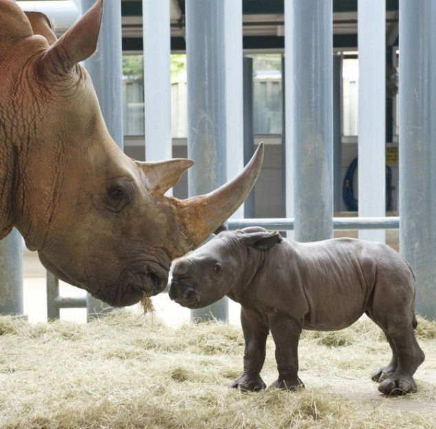Baby Rhino and Its Mom - 02