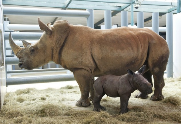 Baby Rhino and Its Mom - 03