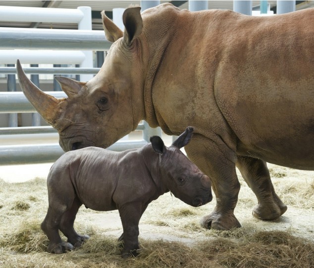 Baby Rhino and Its Mom - 04