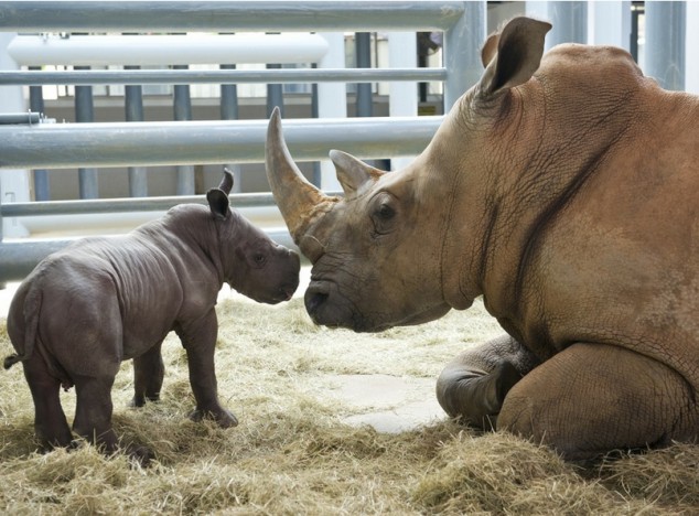 Baby Rhino and Its Mom - 05