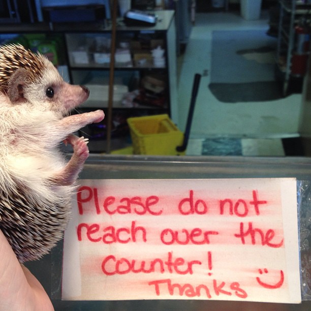 Biddy the Hedgehog - 02