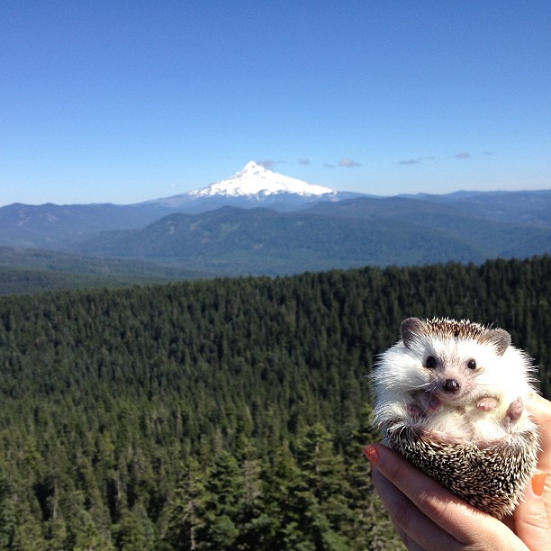 Biddy the Hedgehog - 05