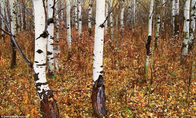 Camo Animals by Art Wolfe - 03